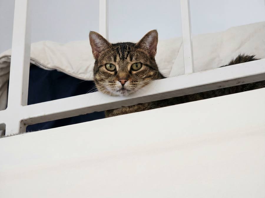 Cat during a check-in visit