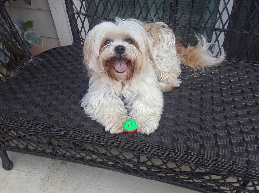 Dog cared for by A Walk While You Work