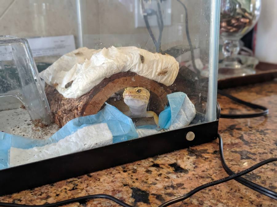 Reptile in its habitat
